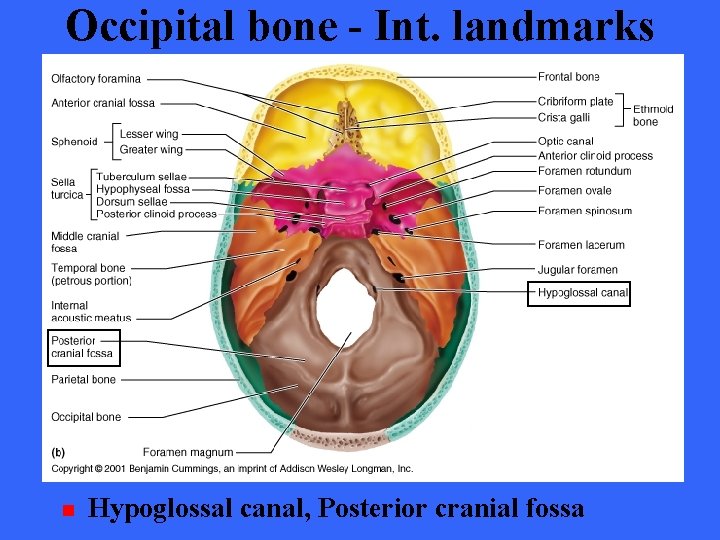 Occipital bone - Int. landmarks n Hypoglossal canal, Posterior cranial fossa 