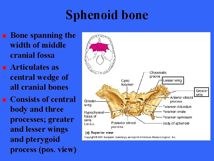 Sphenoid bone n n n Bone spanning the width of middle cranial fossa Articulates