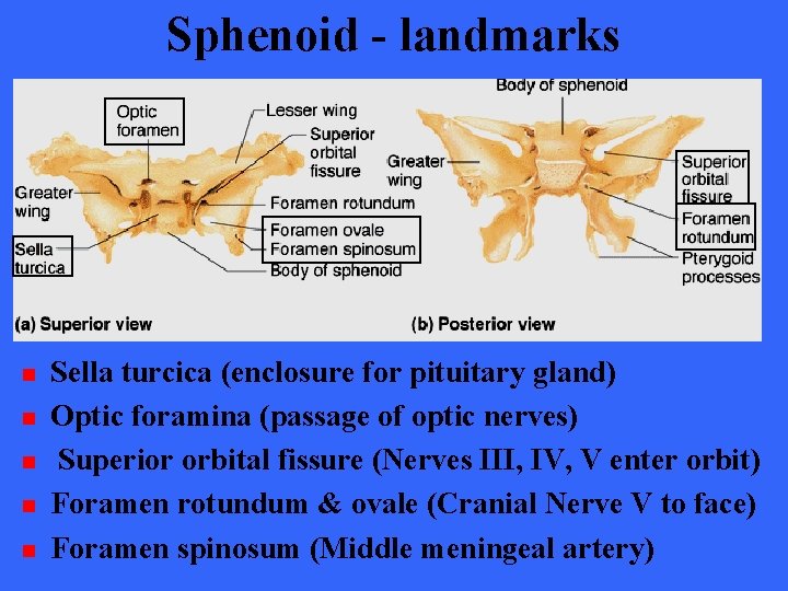 Sphenoid - landmarks n n n Sella turcica (enclosure for pituitary gland) Optic foramina