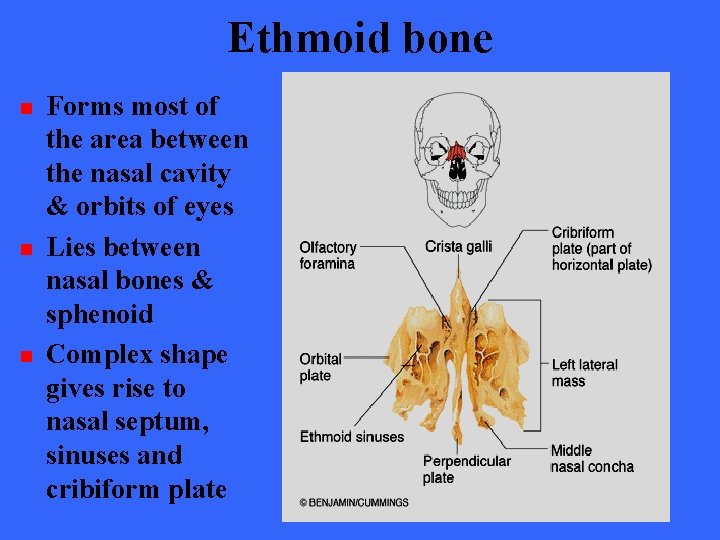 Ethmoid bone n n n Forms most of the area between the nasal cavity