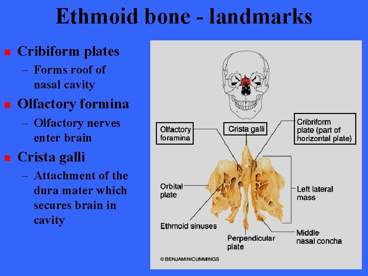 Ethmoid bone - landmarks n Cribiform plates – Forms roof of nasal cavity n