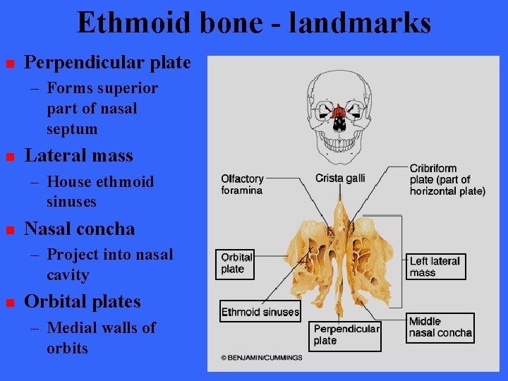 Ethmoid bone - landmarks n Perpendicular plate – Forms superior part of nasal septum