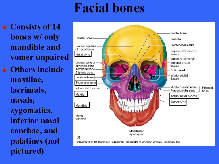 Facial bones n n Consists of 14 bones w/ only mandible and vomer unpaired