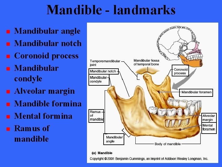 Mandible - landmarks n n n n Mandibular angle Mandibular notch Coronoid process Mandibular