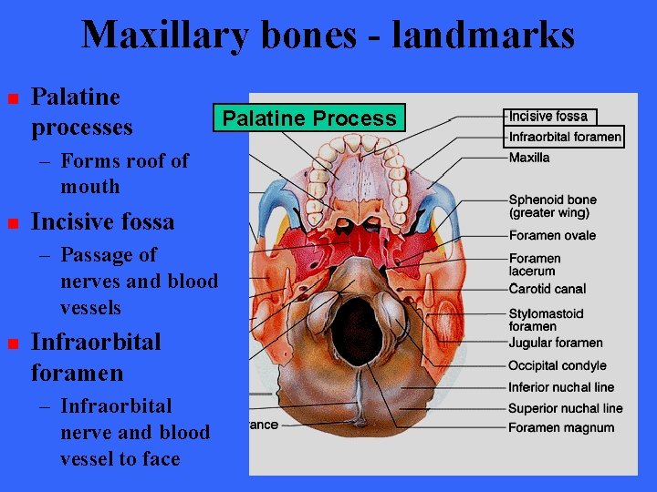 Maxillary bones - landmarks n Palatine processes – Forms roof of mouth n Incisive