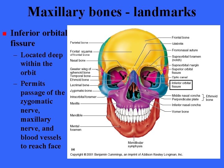 Maxillary bones - landmarks n Inferior orbital fissure – Located deep within the orbit