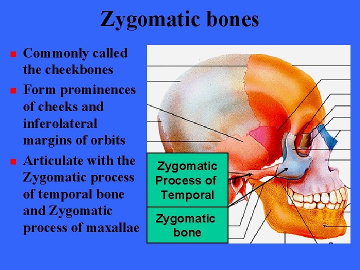 Zygomatic bones n n n Commonly called the cheekbones Form prominences of cheeks and