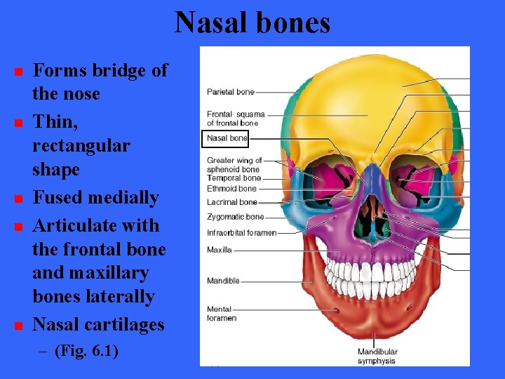 Nasal bones n n n Forms bridge of the nose Thin, rectangular shape Fused