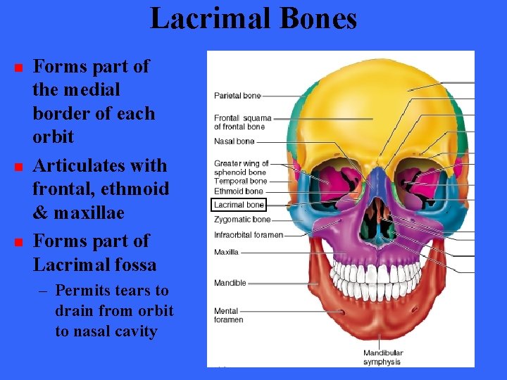 Lacrimal Bones n n n Forms part of the medial border of each orbit