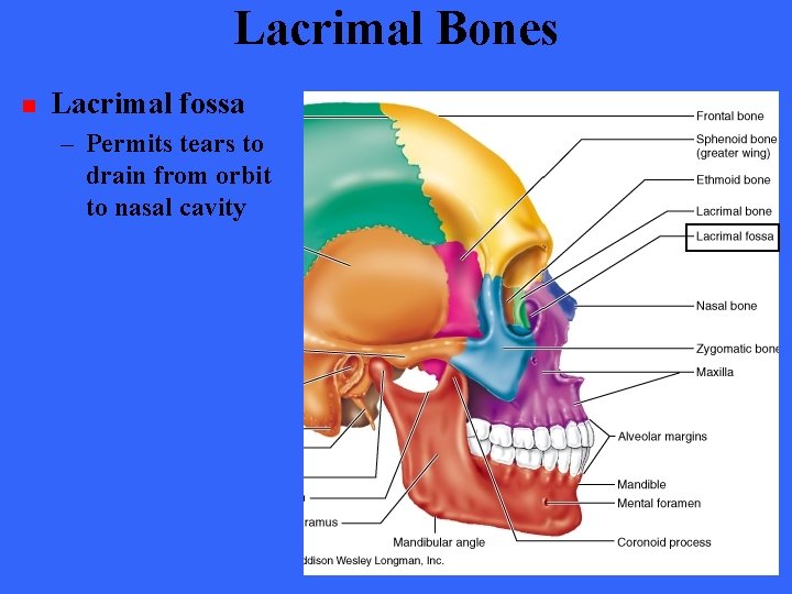Lacrimal Bones n Lacrimal fossa – Permits tears to drain from orbit to nasal