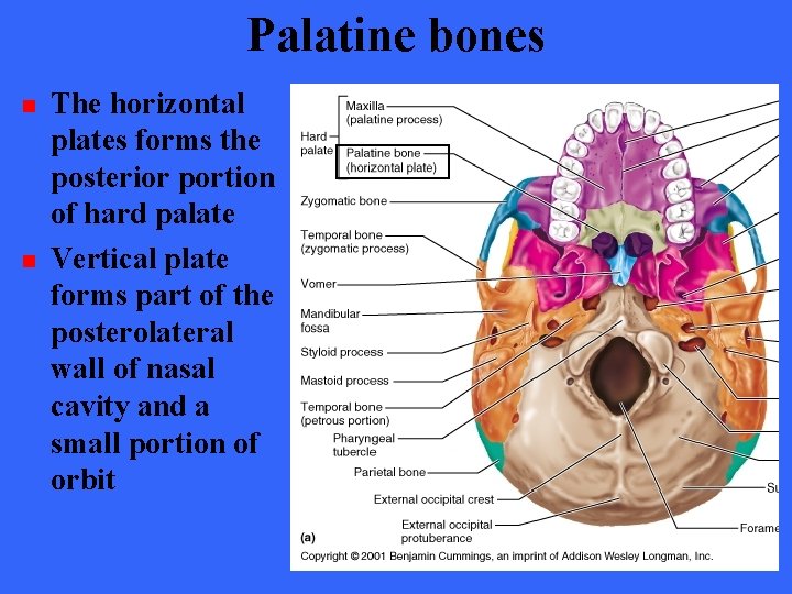 Palatine bones n n The horizontal plates forms the posterior portion of hard palate