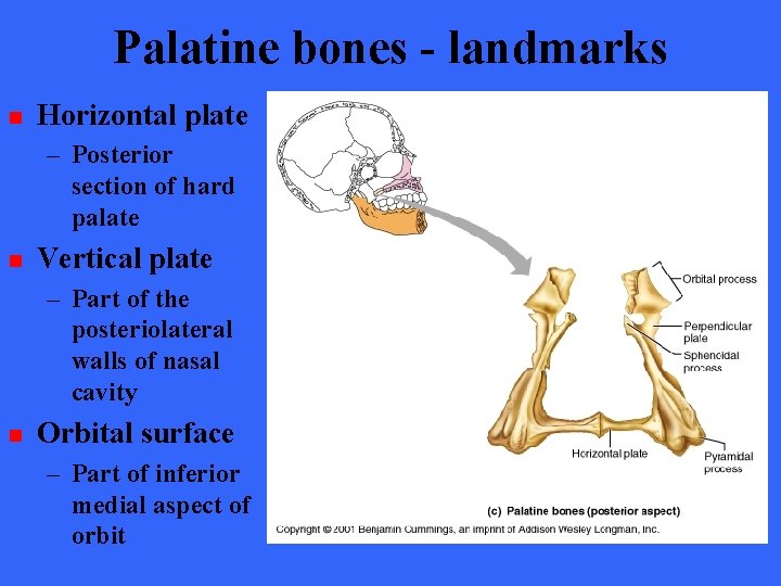 Palatine bones - landmarks n Horizontal plate – Posterior section of hard palate n