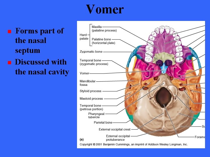 Vomer n n Forms part of the nasal septum Discussed with the nasal cavity