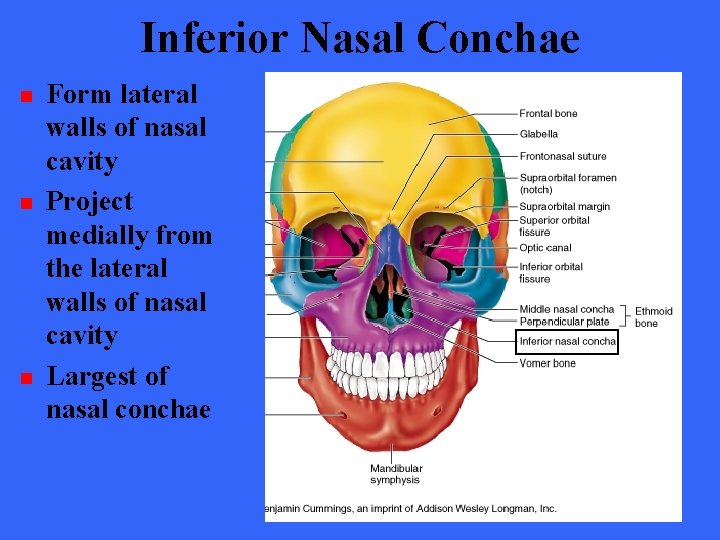 Inferior Nasal Conchae n n n Form lateral walls of nasal cavity Project medially