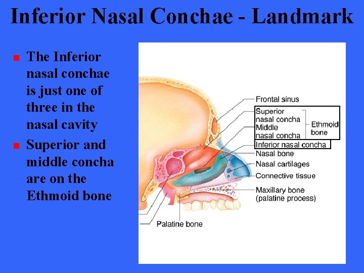 Inferior Nasal Conchae - Landmark n n The Inferior nasal conchae is just one