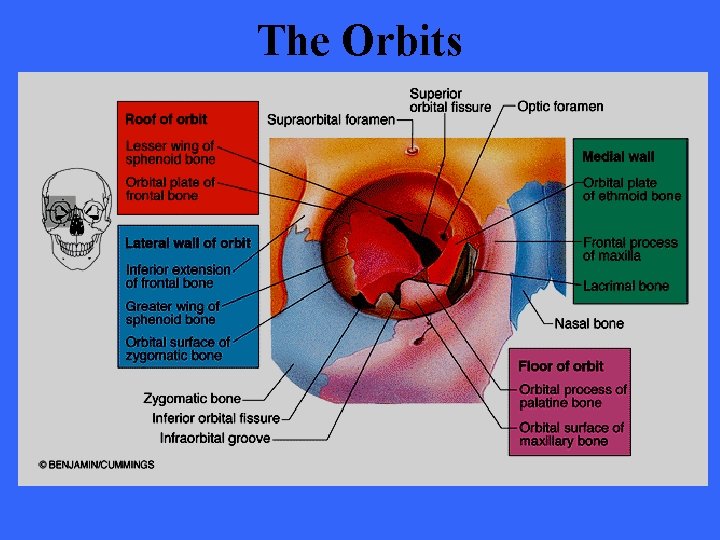 The Orbits 