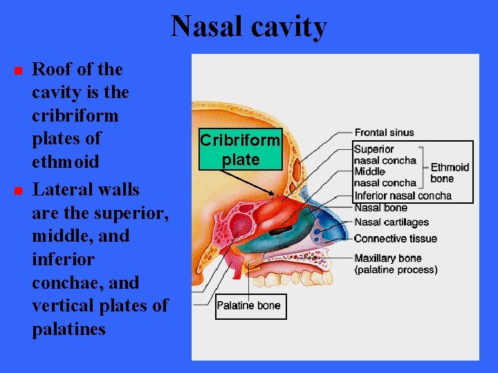 Nasal cavity n n Roof of the cavity is the cribriform plates of ethmoid