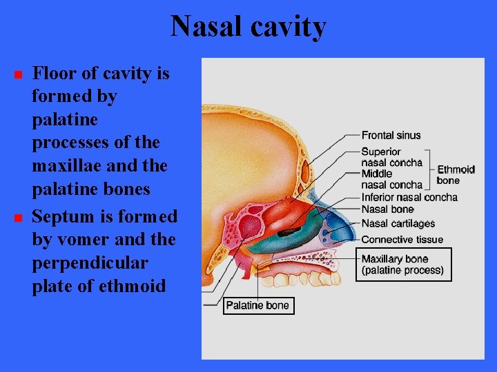 Nasal cavity n n Floor of cavity is formed by palatine processes of the