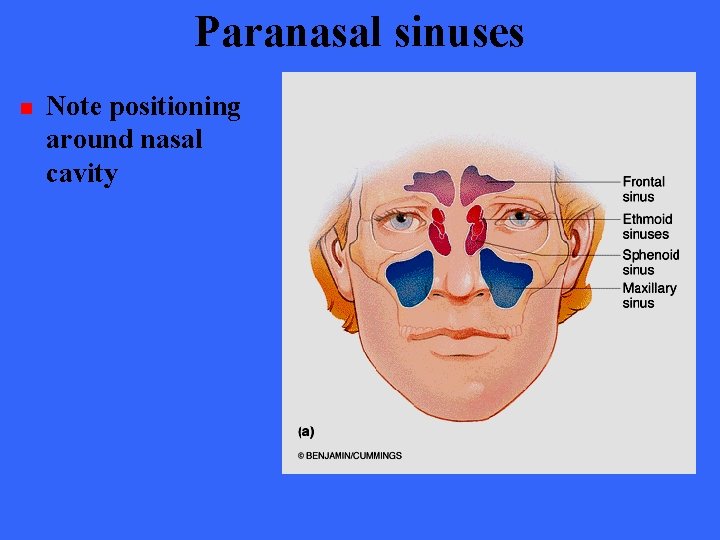 Paranasal sinuses n Note positioning around nasal cavity 