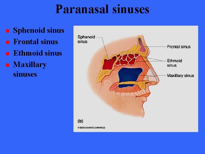 Paranasal sinuses n n Sphenoid sinus Frontal sinus Ethmoid sinus Maxillary sinuses 