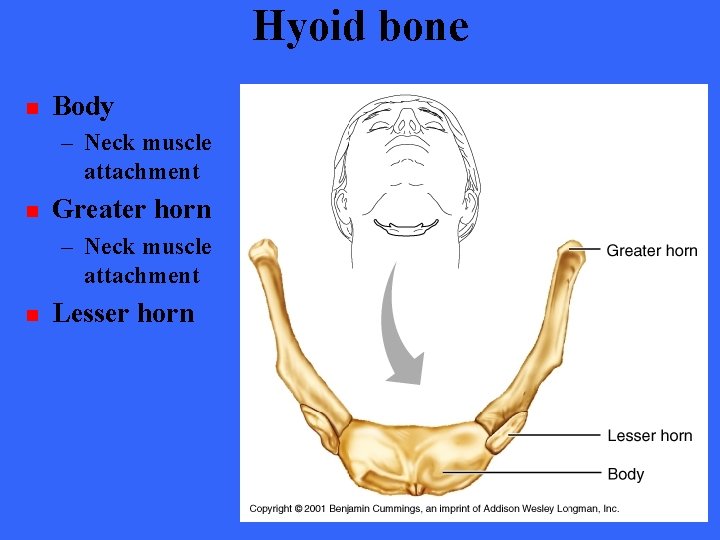Hyoid bone n Body – Neck muscle attachment n Greater horn – Neck muscle