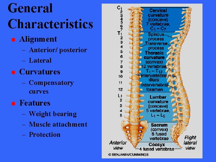 General Characteristics n Alignment – Anterior/ posterior – Lateral n Curvatures – Compensatory curves