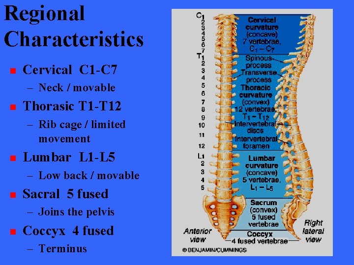 Regional Characteristics n Cervical C 1 -C 7 – Neck / movable n Thorasic