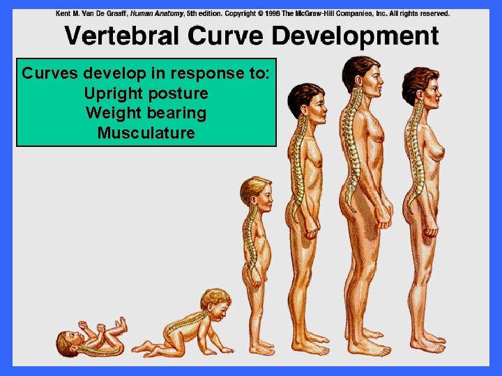 Curves develop in response to: Upright posture Weight bearing Musculature 