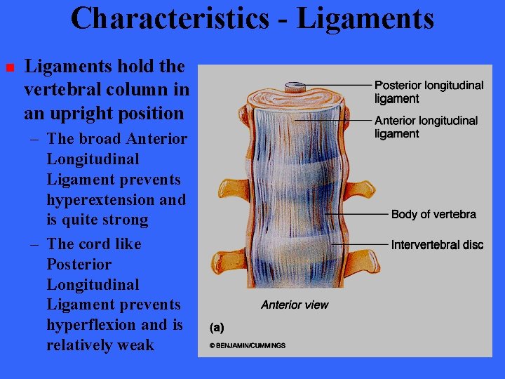 Characteristics - Ligaments n Ligaments hold the vertebral column in an upright position –