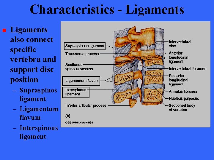 Characteristics - Ligaments n Ligaments also connect specific vertebra and support disc position –