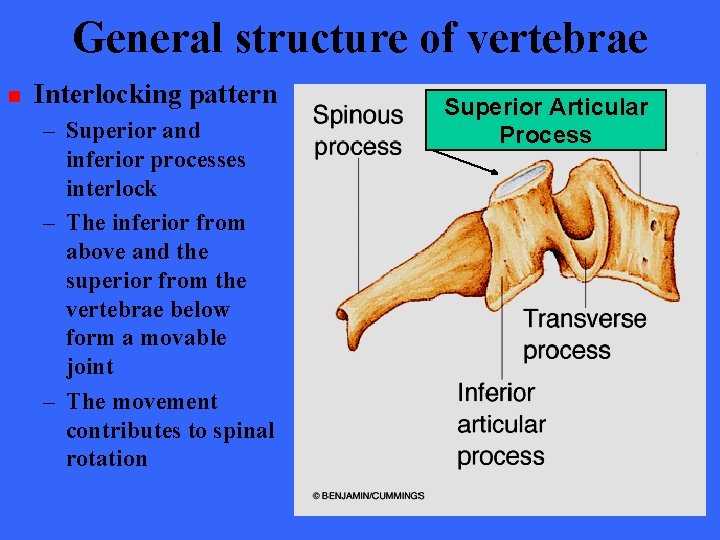 General structure of vertebrae n Interlocking pattern – Superior and inferior processes interlock –