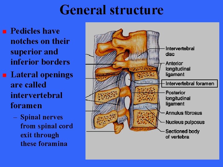 General structure n n Pedicles have notches on their superior and inferior borders Lateral