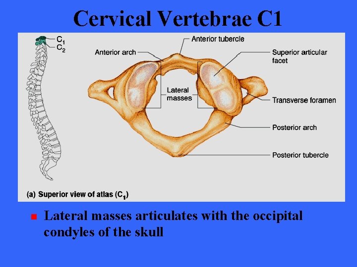 Cervical Vertebrae C 1 n Lateral masses articulates with the occipital condyles of the