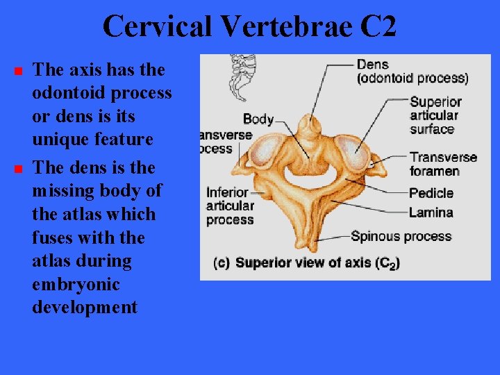 Cervical Vertebrae C 2 n n The axis has the odontoid process or dens