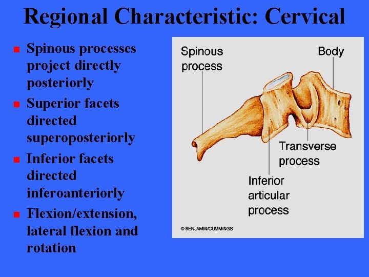Regional Characteristic: Cervical n n Spinous processes project directly posteriorly Superior facets directed superoposteriorly