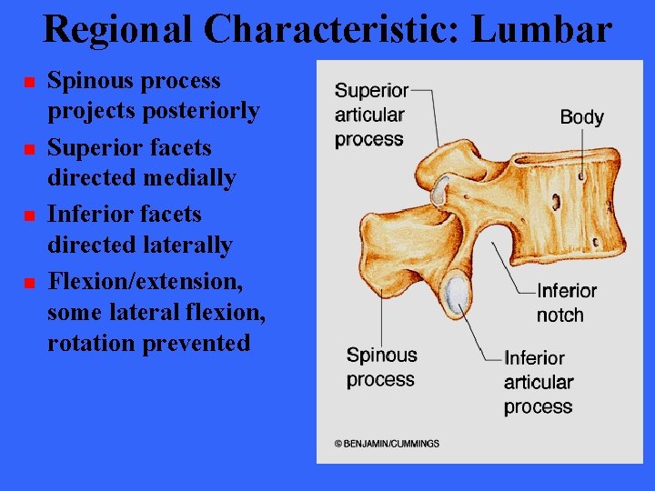 Regional Characteristic: Lumbar n n Spinous process projects posteriorly Superior facets directed medially Inferior