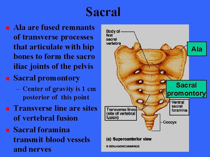 Sacral n n Ala are fused remnants of transverse processes that articulate with hip
