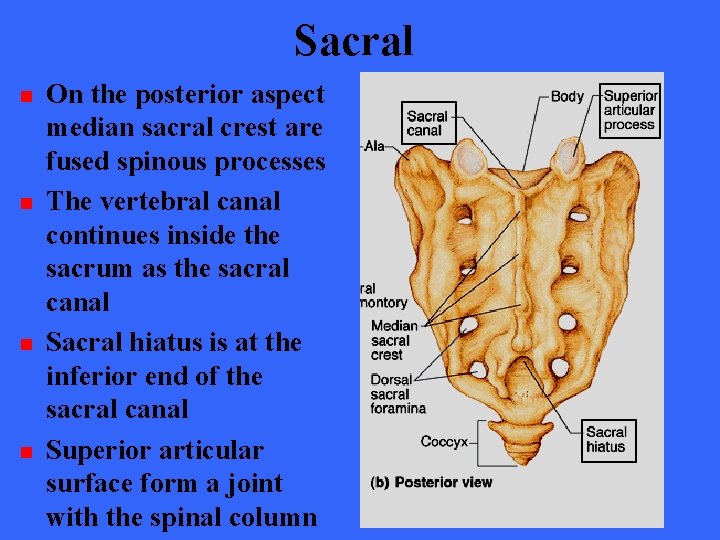 Sacral n n On the posterior aspect median sacral crest are fused spinous processes