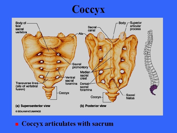 Coccyx n Coccyx articulates with sacrum 