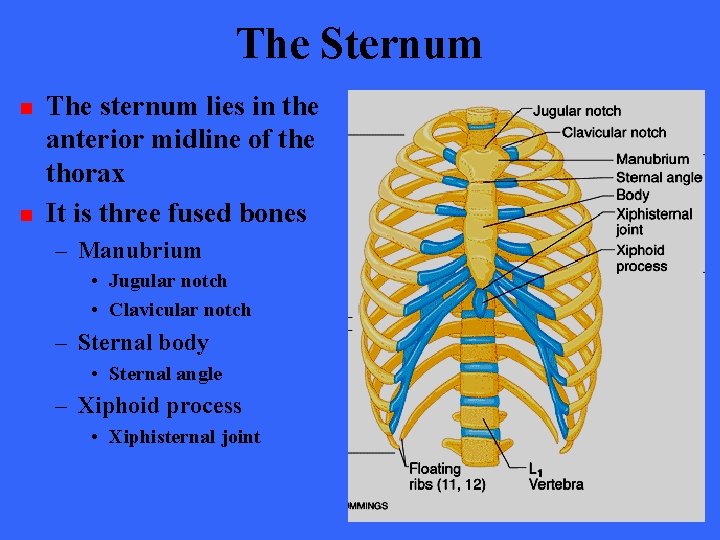 The Sternum n n The sternum lies in the anterior midline of the thorax