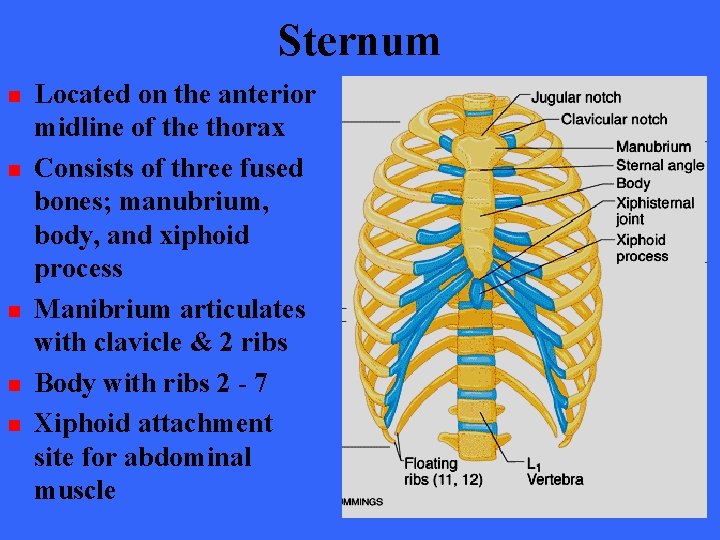 Sternum n n n Located on the anterior midline of the thorax Consists of