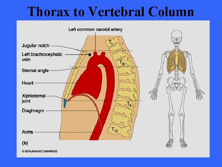 Thorax to Vertebral Column 