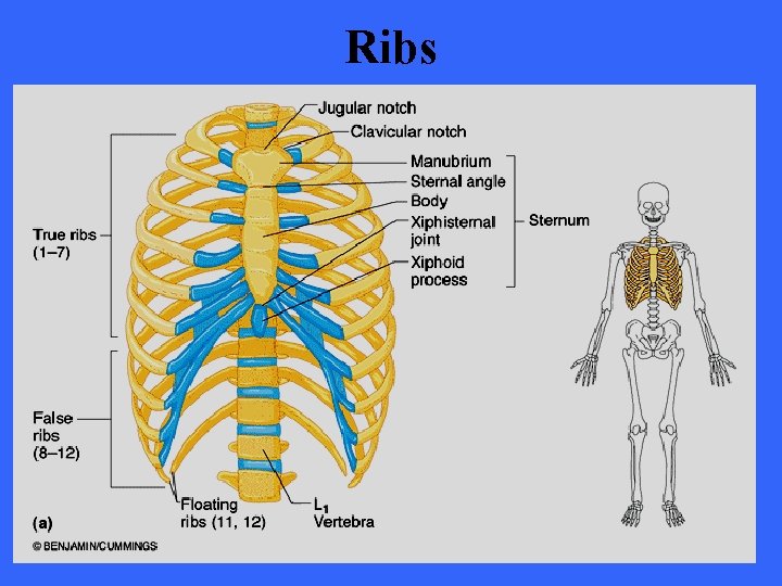 Ribs 