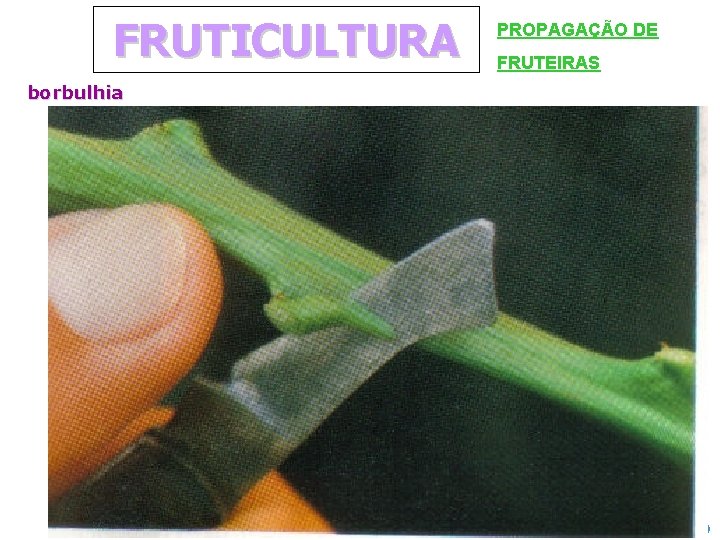 FRUTICULTURA PROPAGAÇÃO DE FRUTEIRAS borbulhia FACULDADE INTEGRADO DE CAMPO MOURÃO 