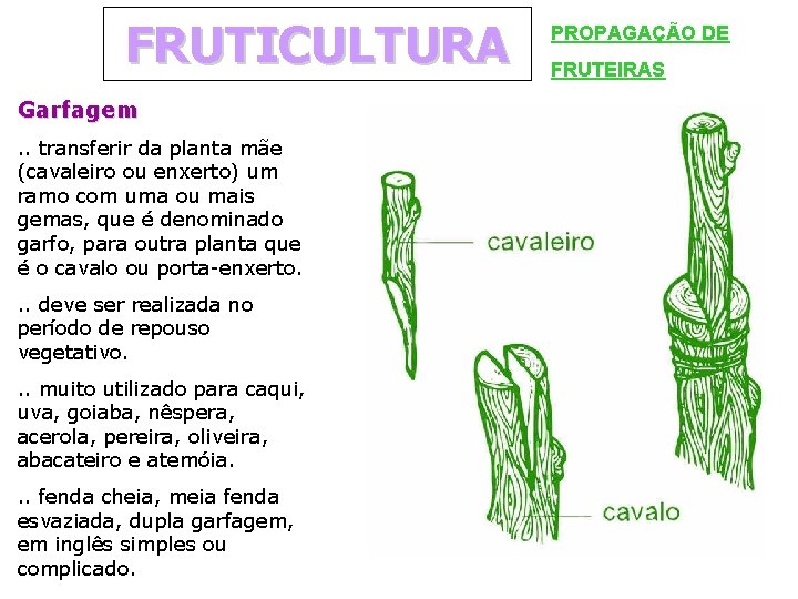 FRUTICULTURA Garfagem. . transferir da planta mãe (cavaleiro ou enxerto) um ramo com uma