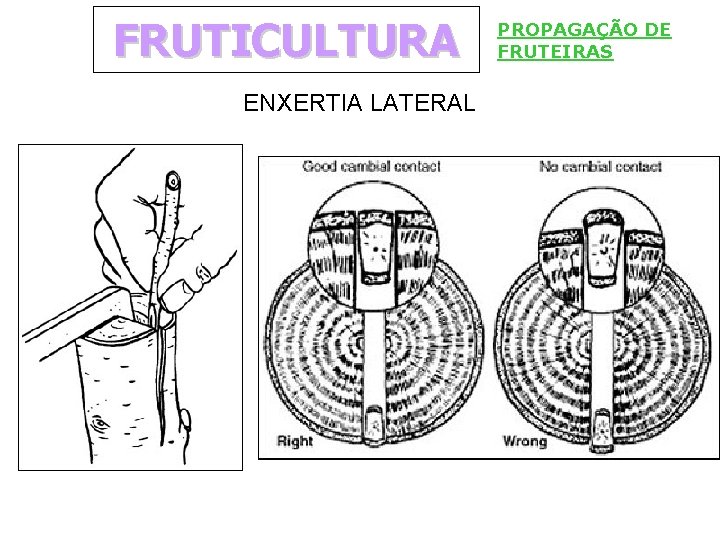 FRUTICULTURA ENXERTIA LATERAL PROPAGAÇÃO DE FRUTEIRAS 