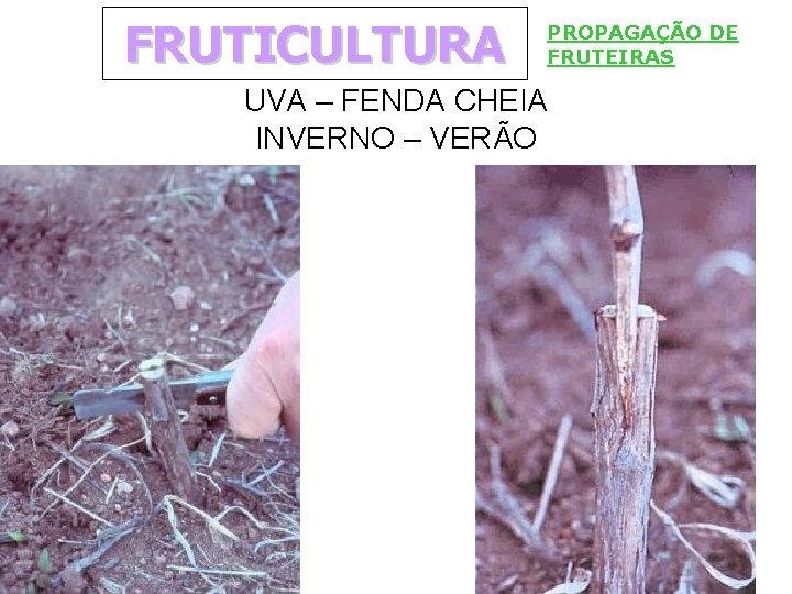 FRUTICULTURA PROPAGAÇÃO DE FRUTEIRAS UVA – FENDA CHEIA INVERNO – VERÃO 