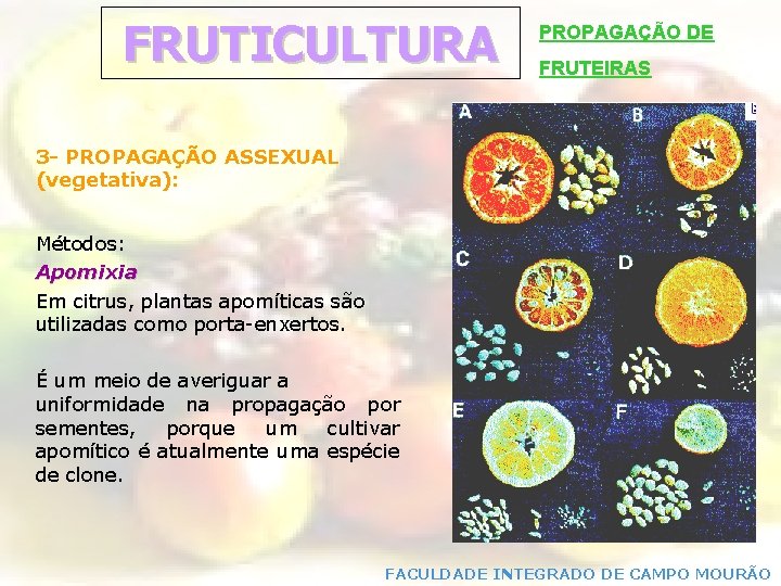 FRUTICULTURA PROPAGAÇÃO DE FRUTEIRAS 3 - PROPAGAÇÃO ASSEXUAL (vegetativa): Métodos: Apomixia Em citrus, plantas