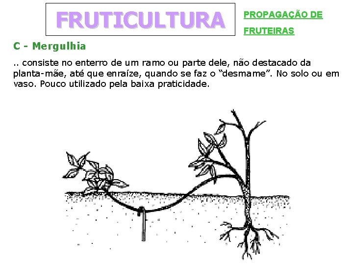 FRUTICULTURA PROPAGAÇÃO DE FRUTEIRAS C - Mergulhia. . consiste no enterro de um ramo