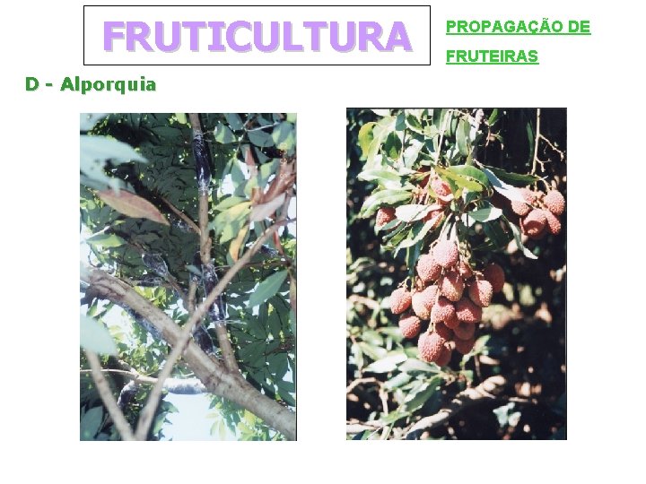 FRUTICULTURA D - Alporquia PROPAGAÇÃO DE FRUTEIRAS 